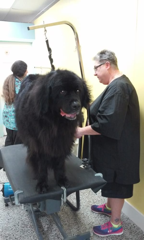 DOG CLUB AND SPA Updated September 2024 1504 Highway 17 S, North