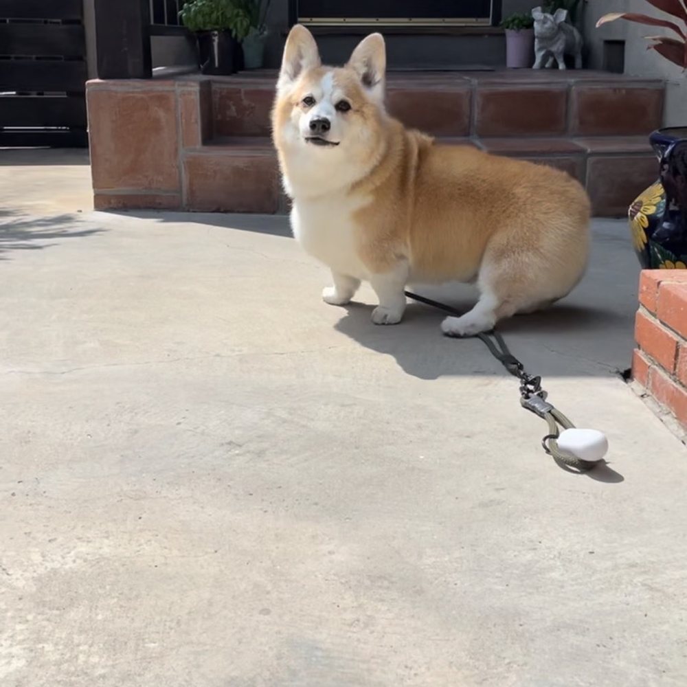 My corgi after a fresh trim and bath!