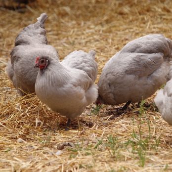 Avalon lavender farm - Lavender chicken - Farms Near Me - Orangeville, Ontario Avalon lavender farm - Lavender chicken - Farms Near Me - Orangeville, Ontario