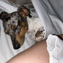 Elmwood Motel - Pet friendly