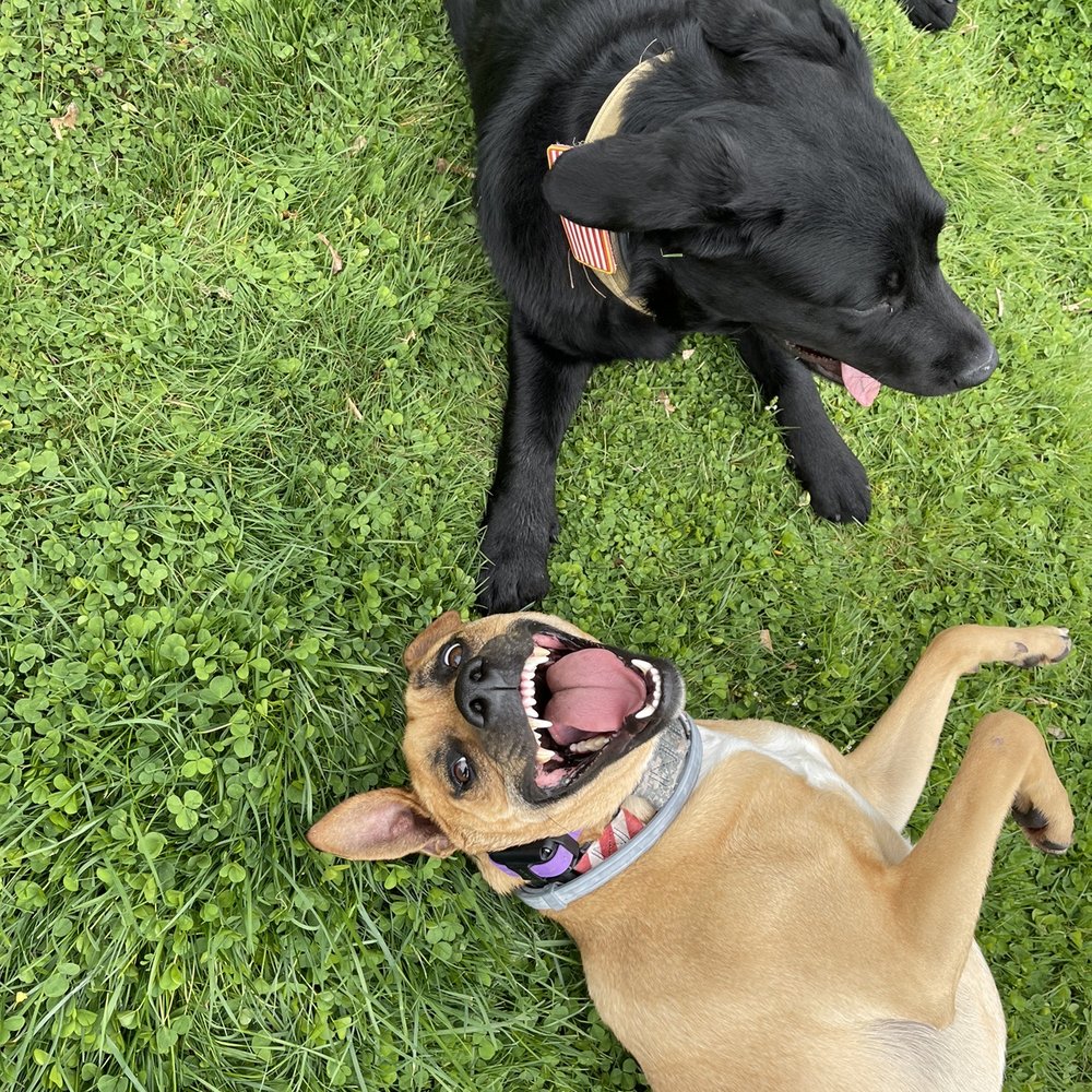 K9one LLC @ Stonehill Kennel - Pet Sitting Near Me - Goshen, Connecticut K9one LLC @ Stonehill Kennel - Pet Sitting Near Me - Goshen, Connecticut