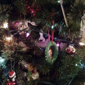 Beaumont farm - Little monster that tried to ruin our fake tree - Nurseries & Gardening Near Me - Wallingford, Connecticut