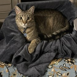 Sound Cat Veterinary Hospital