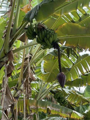 Kona Coffee Living History Farm by null