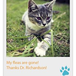 The Travelling Vet - The Travelling Vet LLC can provide you with your flea prevention
