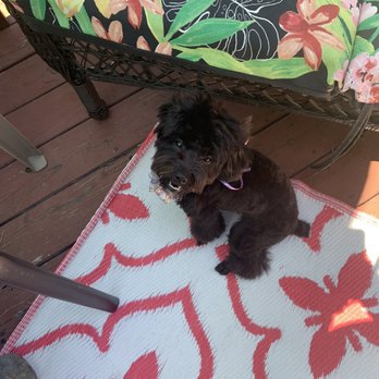 Ipet Grooming & Boarding - Dog - Pet Groomers Near Me - Dublin, California Ipet Grooming & Boarding - Dog - Pet Groomers Near Me - Dublin, California
