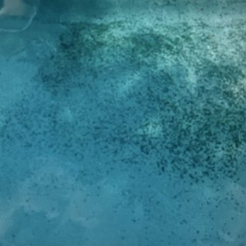 DCK Pool Cleaners - black mold - Pool Cleaners Near Me