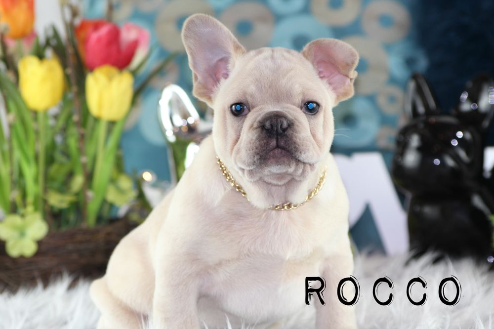 VANCOUVERITE BULLDOGS Updated July 2024 58 Photos 13425 Woodcrest