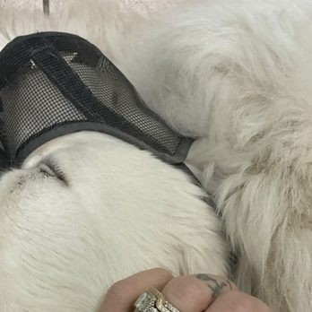North Valley Veterinary Center - Maverick sleeping the office room between doc contacts - he is the most chill ever here - Veterinarians Near Me - Lancaster, California