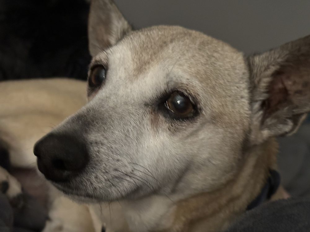 OUR FAMILY VET KILGORE Updated September 2024 12 Reviews 3403 S