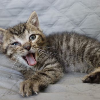 Paws And Claws - Animal Shelters Near Me - Evanston, Illinois Paws And Claws - Animal Shelters Near Me - Evanston, Illinois