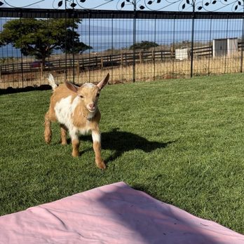 Lahaina Goat Yoga - Attraction Farms Near Me - Lahaina, Hawaii
