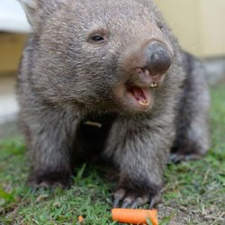 Geno's 2.0 - Wombat by name and with Deborah . Amy.- -& Trish etc I will always be a friendly Wombat