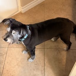Fluffy Paws did an incredible job of grooming our 12-year old highly anxious schnauzer.