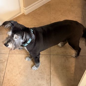 Fluffy Paws Grooming Studio - Fluffy Paws did an incredible job of grooming our 12-year old highly anxious schnauzer. - Pet Groomers Near Me - Mission Viejo, California