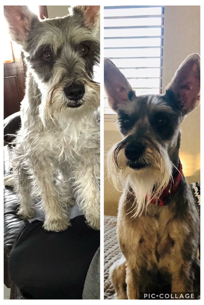 HAPPY DOG GROOMING CLOSED Updated June 2024 18 Photos 13295