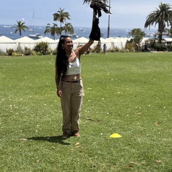 Catalina Falconry Experience - Active Life Near Me - Avalon, California Catalina Falconry Experience - Active Life Near Me - Avalon, California