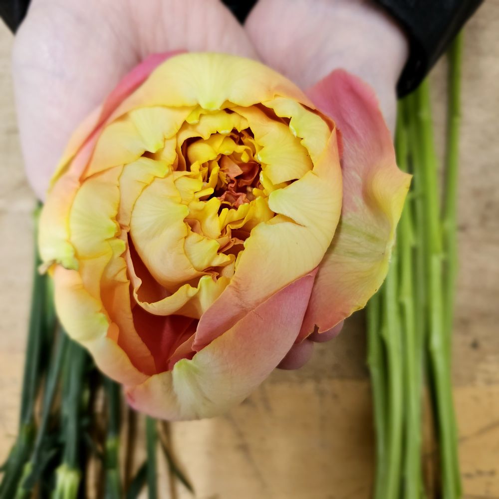 NFB Espresso & Flowers Logo