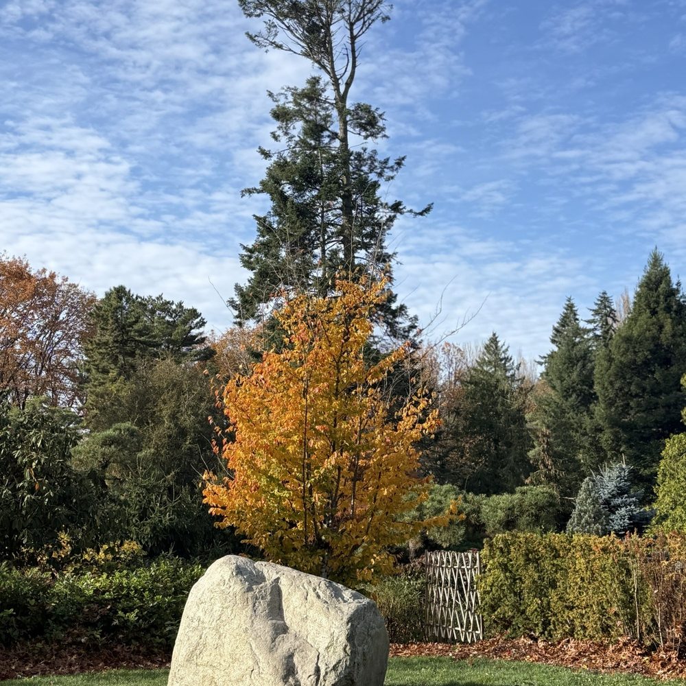 Kubota Garden - Super tall tree in the garden - Botanical Gardens Near Me - Seattle, Washington Kubota Garden - Super tall tree in the garden - Botanical Gardens Near Me - Seattle, Washington