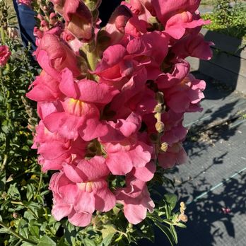 Gnomelicious Lavender Farm - Flowers! - Landmarks & Historical Buildings Near Me - Sequim, Washington Gnomelicious Lavender Farm - Flowers! - Landmarks & Historical Buildings Near Me - Sequim, Washington