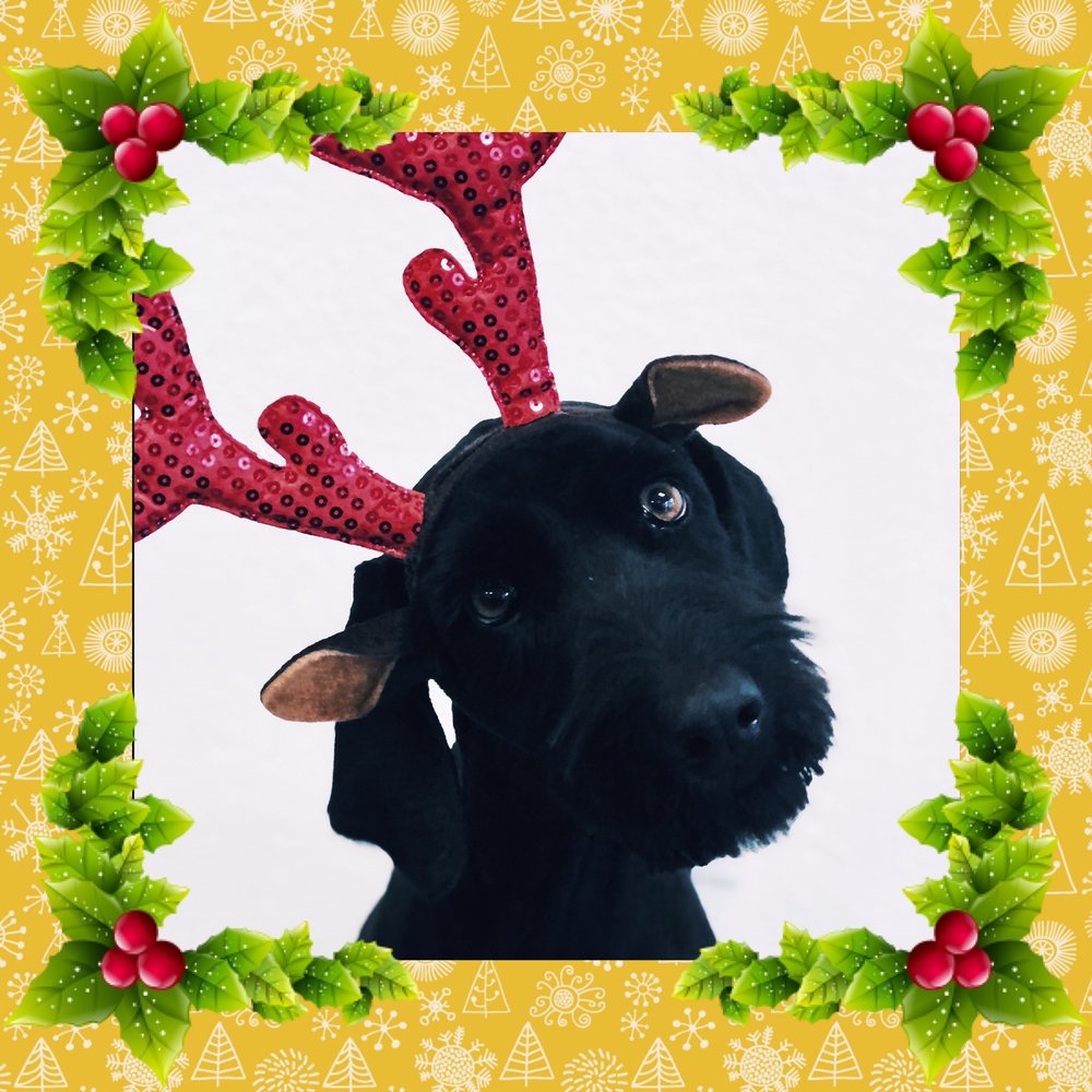 A MUTTLEY CREW PET GROOMING Updated September 2024 45 Photos 1109 Hartnell Ave, Redding