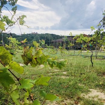 Lara Vineyard - Wineries Near Me - San Antonio, Texas
