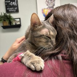 Animal Emergency Room - Jupiter