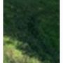 Photo of Perfect Cut Lawn Services