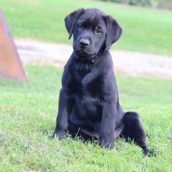 TLC Labrador Retrievers - Black 1/2 American Lab 1/2 English Labrador retriever puppy - Pet Breeders Near Me - Ocala, Florida TLC Labrador Retrievers - Black 1/2 American Lab 1/2 English Labrador retriever puppy - Pet Breeders Near Me - Ocala, Florida