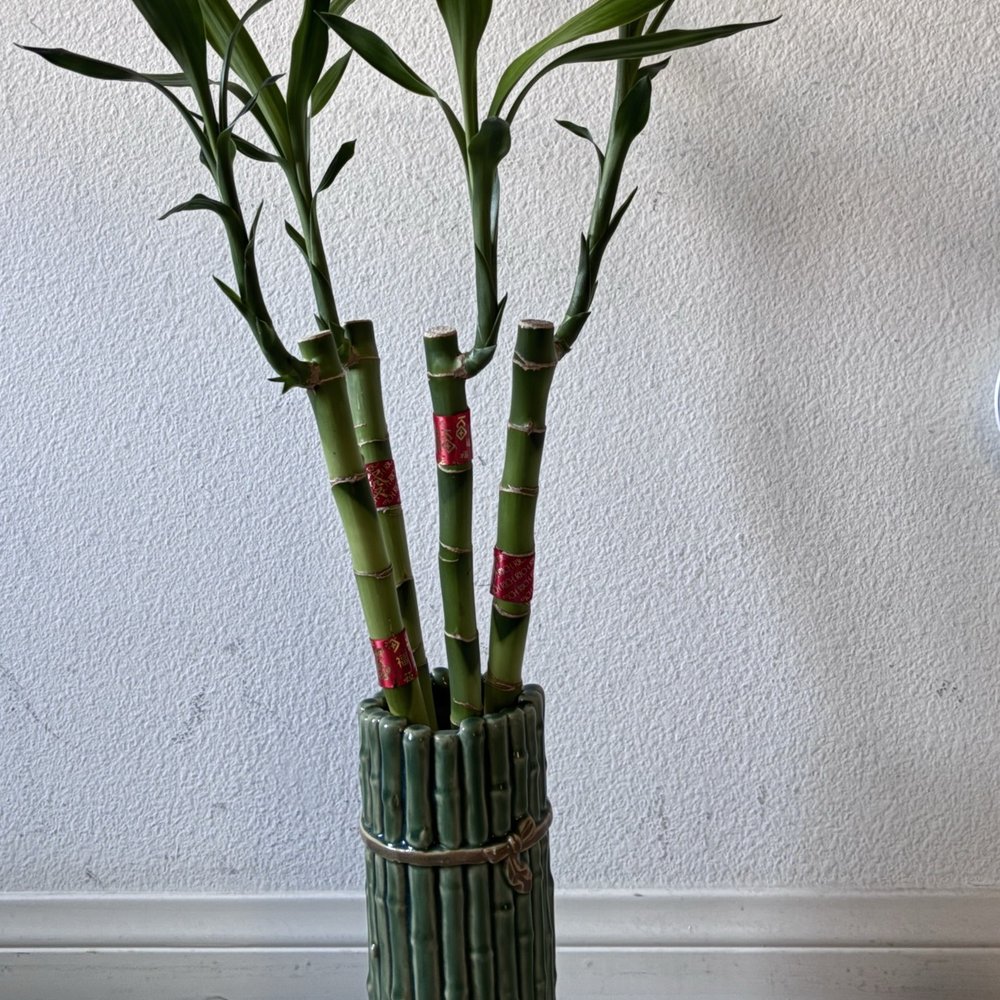 CY Florists & Gifts - I also found a gorgeous bamboo plant to decorate my home. - Florists Near Me - El Monte, California CY Florists & Gifts - I also found a gorgeous bamboo plant to decorate my home. - Florists Near Me - El Monte, California