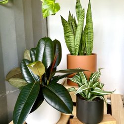 Terrasage Home - Plant selection