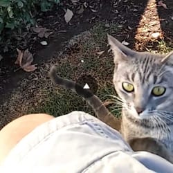 Mail Boxes Express - Here's the kitty mailboxesexpress helped me find.