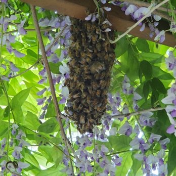Bee Green Natural Bee Removal - The unwelcome beehive in our backyard. - Wildlife Control Near Me - Los Angeles, California
