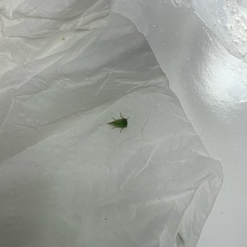 Chick-fil-A - GRASSHOPPER ALIVE AND WELL! - Fast Food Near Me - East Point, Georgia