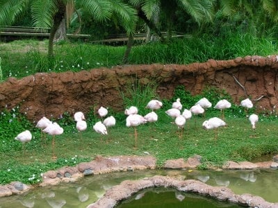 Honolulu Zoo by null