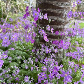 Wellington Botanical Gardens - Botanical Gardens Near Me - Wellington, WGN