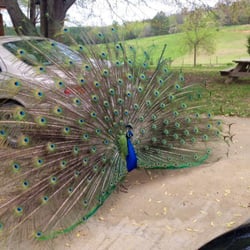 Ocoee Mist Farm Bed &  Breakfast - Upon our arrival this happened! Talk about a warm welcome!