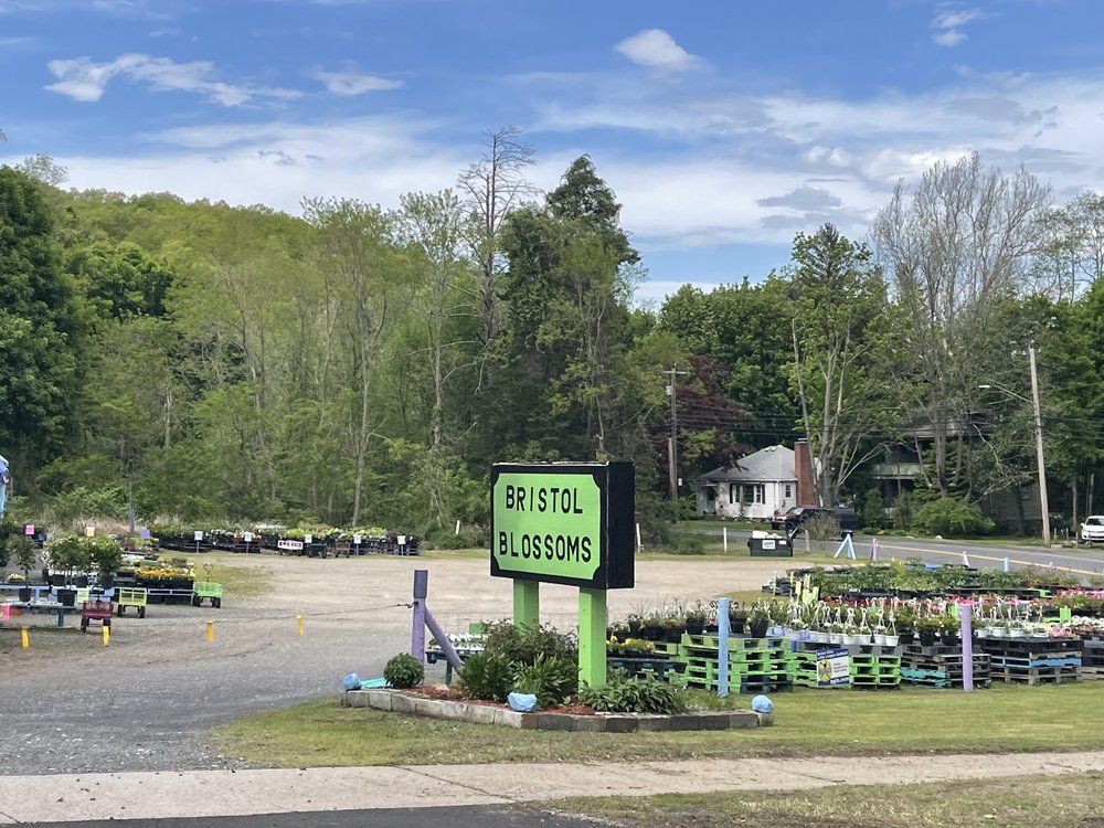 BRISTOL BLOSSOMS Updated August 2024 250 Terryville Ave, Bristol