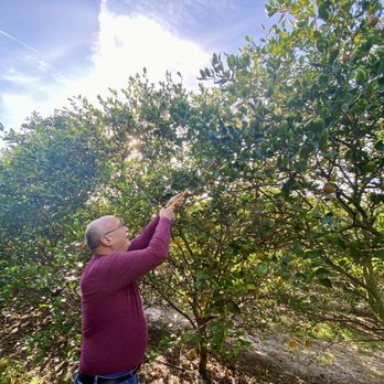 Dooley Groves - Dad is using the stick to access the orange honeybells high up in the trees. - Fruits & Veggies Near Me - Ruskin, Florida Dooley Groves - Dad is using the stick to access the orange honeybells high up in the trees. - Fruits & Veggies Near Me - Ruskin, Florida