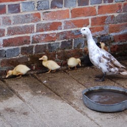 Cogges Manor Farm Museum - Ducklings and proud mother