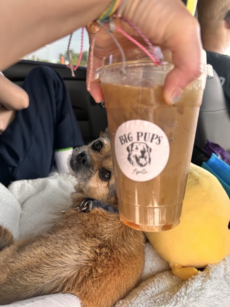 Big Pups Coffee Company Logo