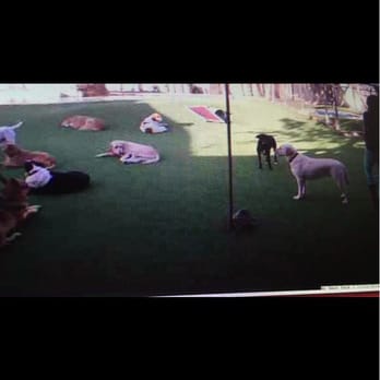 Bow Wow Bungalow - Lord is all by himself. No one is playing with him. Forever alone - Pet Sitting Near Me - Burbank, California Bow Wow Bungalow - Lord is all by himself. No one is playing with him. Forever alone - Pet Sitting Near Me - Burbank, California