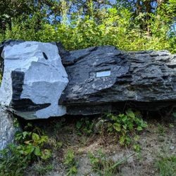 Spotty The Rock Dog