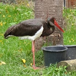 Wildpark Bad Mergentheim - Schwarzstorch