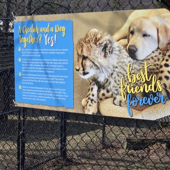 Essex County Turtle Back Zoo - cheetah and dog story - Zoos Near Me - West Orange, New Jersey Essex County Turtle Back Zoo - cheetah and dog story - Zoos Near Me - West Orange, New Jersey