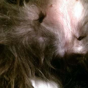 PetSmart Dog Training - Tangles on her belly after Bath & Brush she clearly did not receive. - Pet Stores Near Me - Augusta, Georgia