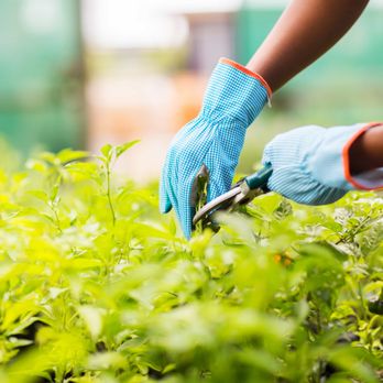 Rudy Hernandez's Tree Service - Tree Services Near Me Rudy Hernandez's Tree Service - Tree Services Near Me
