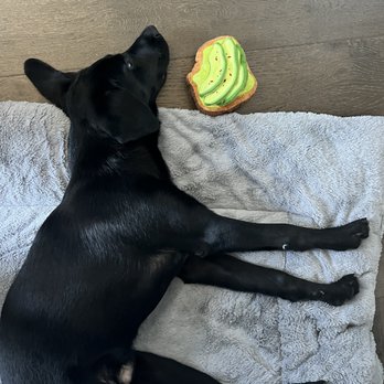 Feliz Modern - They have adorable pet toys. - Home Decor Near Me - San Antonio, Texas