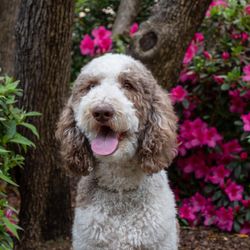 Paws Cause Pet Photography
