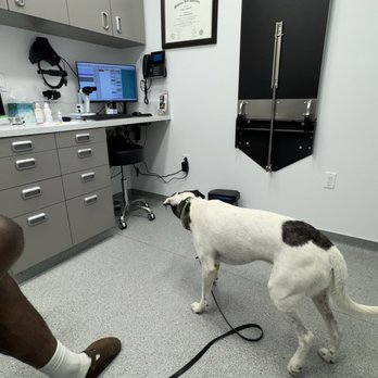 Veterinary Eye Clinic - Veterinarians Near Me - Calabasas, California Veterinary Eye Clinic - Veterinarians Near Me - Calabasas, California